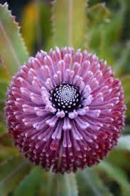 Pin On Beauty And Designs In Nature