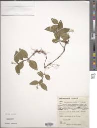 Image result for Psilotrichum sericeum