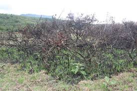 Image result for Solanum campylacanthum 'incanum type'