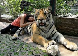 This subspecies is mainly found in eastern russia, although there is a small population in china that depends on the movement of animals crossing the border with russia. 50 Fakta Harimau Yang Anda Belum Tahu 22pics Peristiwa Dunia Mitos Sejarah Peristiwa Forum Cari Infonet