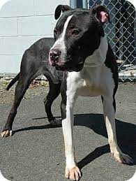 Meet bobby (watch his video), a great dane mix dog for adoption, at passion 4 paws in somers, ct on petfinder. Stamford Ct Great Dane Meet Duke A Pet For Adoption