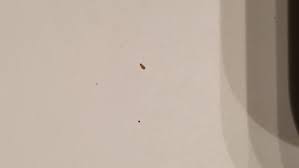 Woman's home is infested with grain mites. Book Lice What Did You Do Cigars Discussion Forum The Water Hole Friends Of Habanos Unofficial Habanos Cuban Cigar Forum