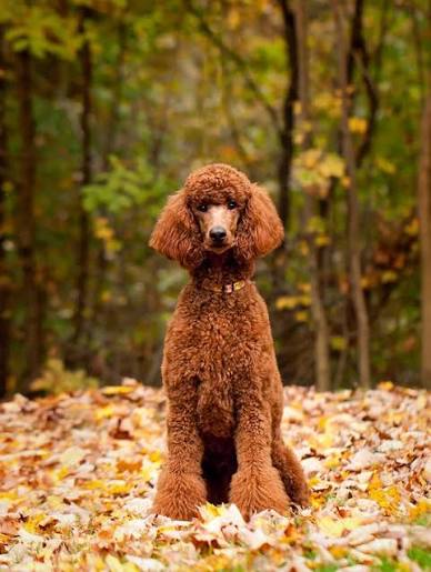 Standard Poodle 