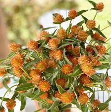 Image result for Gomphrena martiana