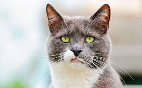 Find over 100+ of the best free kitty images. The Cia Experimented On Animals In The 1960s Too Just Ask Acoustic Kitty Smart News Smithsonian Magazine