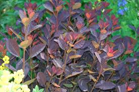 Cotinus Coggygria Smokebush Smoke Bush Flowering Trees Smoke Tree