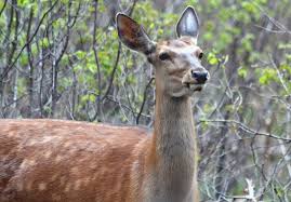 Homemade deer repellent for flowers. 10 All Natural Deer Repellents That Work Forget About Homemade Deer Repellent Recipes Dealing With Deer