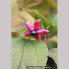 Image result for Clerodendrum buchneri