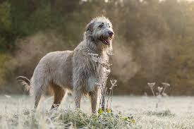 Only guaranteed quality, healthy puppies. Irish Wolfhound Dog Breed Information