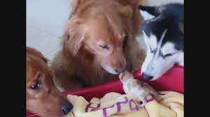 動物世界 大狗狗與小貓咪之間的歡樂時光 背景音樂 歡樂舞曲 animals corgi music