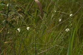 Image result for Kosteletzkya buettneri