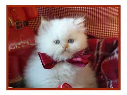 9 week old flame point himalayan, very fluffy and flame colors are coming in beautifully! Primrose S Adopted Persian Himalayan Kittens 2012