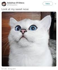 She is the cutest little kitten anyone has ever seen. This Cat Looks Like A Character From Archer Cats Know Your Meme