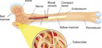 Gross anatomy includes those human structures that can be seen with simply stated, the anatomical planes of the human body are imaginary lines going through the body that give us some point of reference when we are. Osseous Tissue Science Online