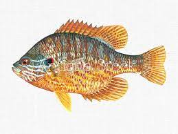 Fish Clipart Pumpkinseed Printable Png Jpg Etsy Dessin Poisson Elevage De Poissons Art De Poissons