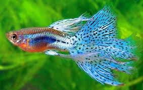35 Different Types Of Guppies In The World With Beautiful Pictures Aquarium Fish Guppy Fish Beautiful Fish