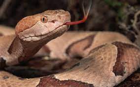 Copperhead Poisonous Snakes Types Of Snake Snake