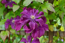 Image result for Clematis