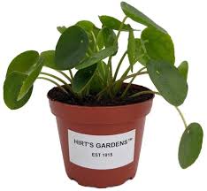 We did not find results for: Amazon Com Hirt S Gardens Chinese Money Plant Pilea Peperomioides 4 Pot Patio Lawn Garden