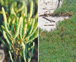 Image result for Sarcocornia