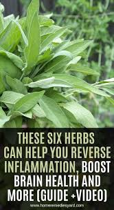 These Six Herbs Can Help You Reverse Inflammation Boost Brain Health And More Brain Health Herbs Inflammation
