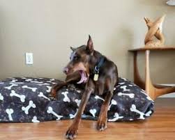 Well you're in luck, because here they come. Dog Bed Cover Dog Beds With Removable Cover For Sale Ebay