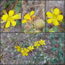 Image result for Triumfetta setulosa