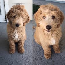 Standard ➕ mini goldendoodles 🏷 👉🏻 interested in a pup? The Ultimate Labradoodle Haircut Guide Labradoodles Dogs