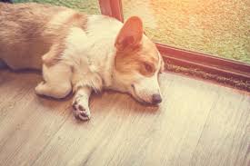 Check spelling or type a new query. Why Is My Dog Limping American Kennel Club