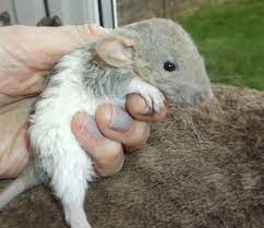Russian-blue-agouti-rex-and-siamese-dumbo-rat-sold-52fa15a777f07jpg 12801106 Pet Rats Cute Rats Pet Rat Cages