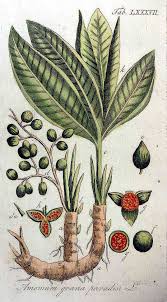 Image result for Aframomum mala