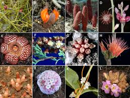 Image result for Micrargeria filiformis