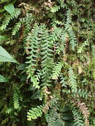 Image result for Grammitis