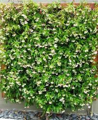 Check spelling or type a new query. Star Jasmine Trachelospermum Jasminoides Six Pack For Sale Buy Online For Only 27 99