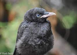 Help I Ve Found A Baby Crow