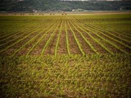 Harta cadastrala hasurata, teren agricol ca drept de folosinta; Preturile Medii Ale Produselor Agricole Pe Baza Carora Se Calculeaza Impozitul Pe Arenda