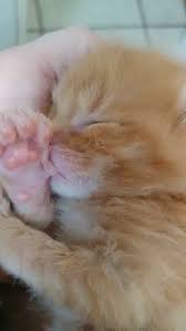 Tasty Homemade Cat Food Gravy Recipes For Your Pet Cute Baby Animals Baby Cats Baby Animals
