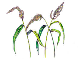 Image result for Echinochloa