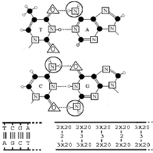 A phosphate, a deoxyribose, and a nitrogenous base. On Top Complementary Pairs Of Four Nitrogenous Bases In Dna A T And Download Scientific Diagram