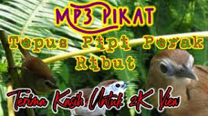 Maybe you would like to learn more about one of these? Suara Pikat Burung Tepus Ribut Mp3 Storymusik