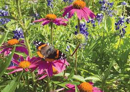 Image result for Vernonia hirsuta