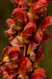 Image result for Disa satyriopsis