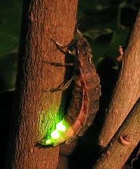 Firefly Simple English Wikipedia The Free Encyclopedia Minmini poochi in english with contextual … perevesti etu stranicu. firefly simple english wikipedia the