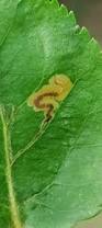 Image result for Stigmella malella
