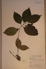 Image result for Mostuea brunonis