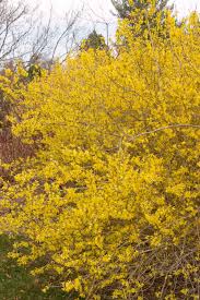 Meadowlark Forsythia Forsythia Landscape Design Plant Pests
