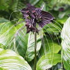 Maybe you would like to learn more about one of these? Stunning Black Bat Flower Plant For Sale Tacca Chanterii Easy To Grow Bulbs