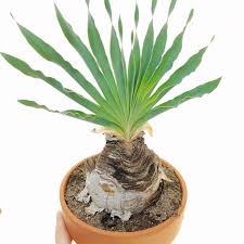 Image result for Boophone