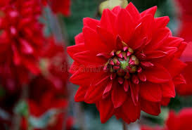 Image result for Dahlia x pinnata `Redskin`