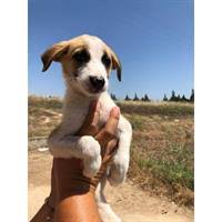 Κρητικοσ ιχνηλατησ, σκυλοσ οδυσσεα, κυνηγετικοσ σκυλοσ. Cretan Hound Krhtikos Lagwnikos Getpet Gr